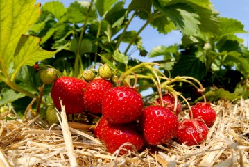 کاشت توت فرنگی در باغچه