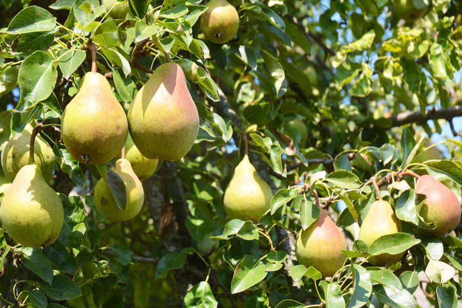 نحوه هرس درخت گلابی