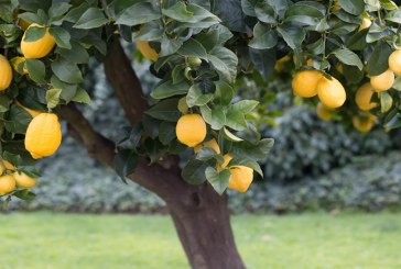 نحوه هرس درخت لیمو