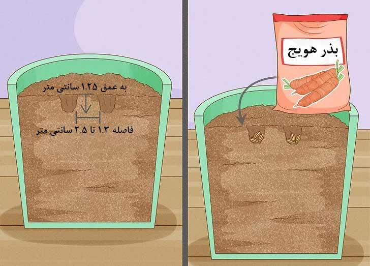 کاشت بذرهای هویج در درون گلدان