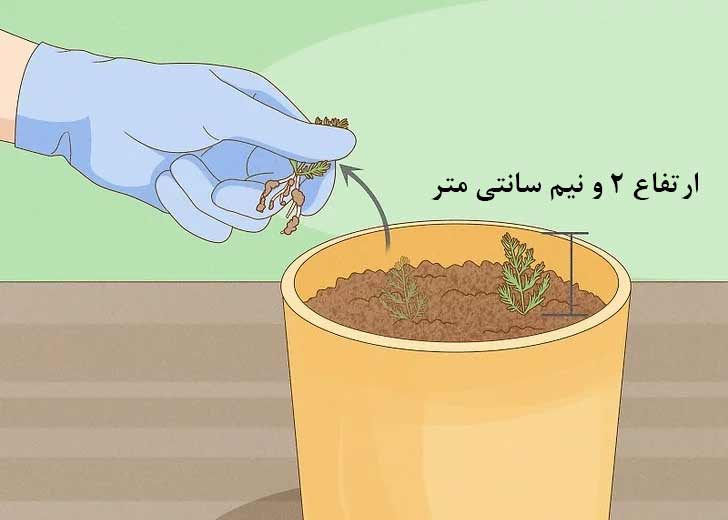 حذف موارد ضعیف به منظور ایجاد فرصت برای رشد موارد قوی‌تر