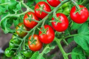 پرورش گوجه فرنگی در باغچه