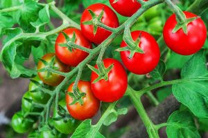 پرورش گوجه فرنگی در باغچه