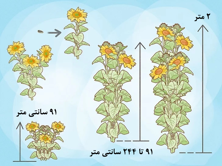 انتخاب مناسب‌ترین نوع گل آفتابگردان برای پرورش در درون گلدان
