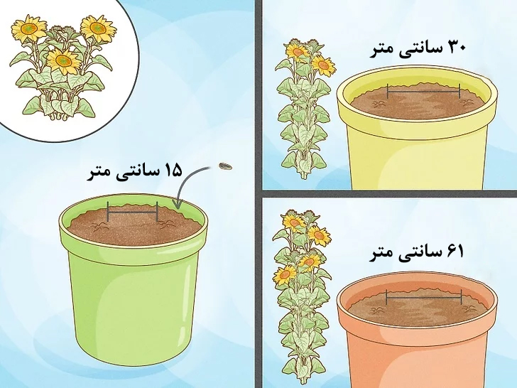 کاشت بذر آفتابگردان در گلدان