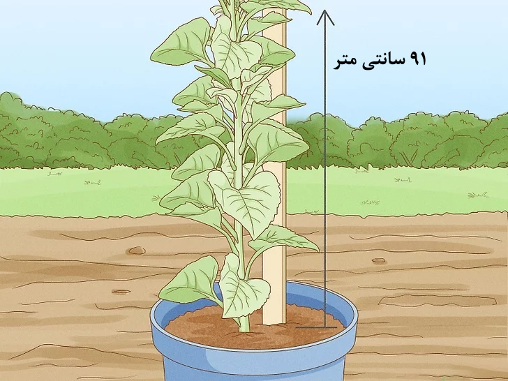 حمایت از ساقه گل آفتابگردان