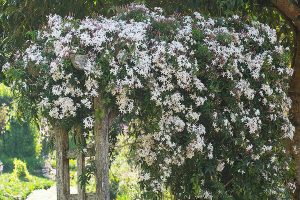 نحوه هرس گل یاس