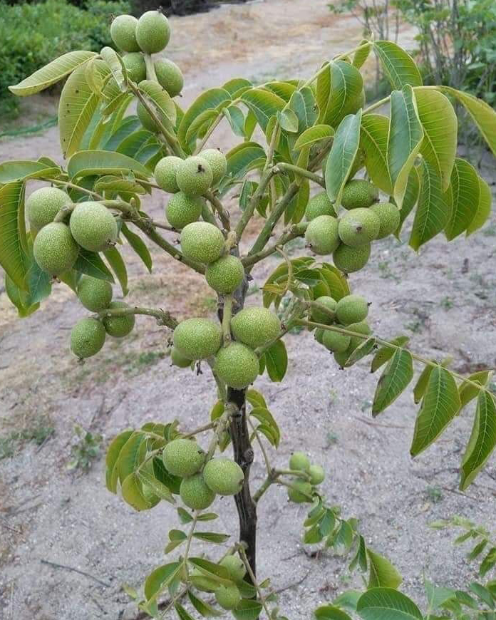 درخت گردو را به بهترین شکل هرس کنید.