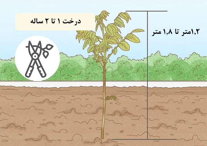 اولین زمان برای هرس