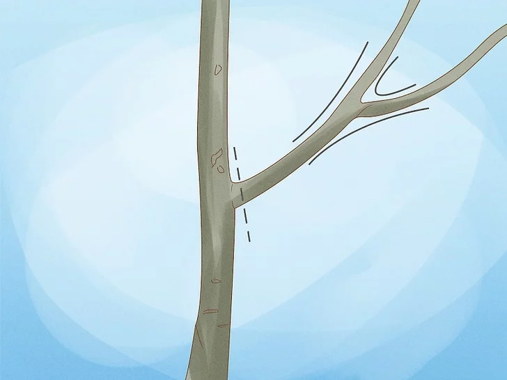 نحوه هرس شاخه چنگال مانند