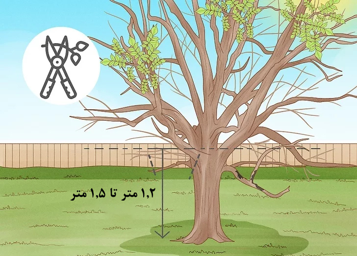 هرس برخی از شاخه‌ها که در درخت ناسازگار هستند.